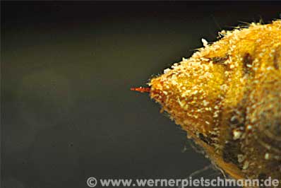 Bienenstachel Makroaufnahme | Foto: © Werner Pietschmann