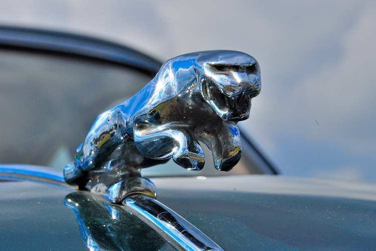 Jaguar (Foto: Â© Werner Pietschmann)