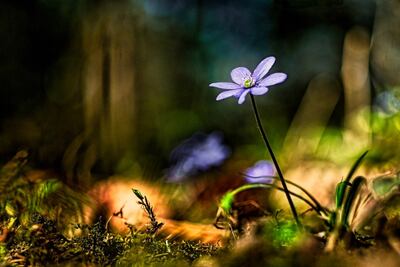 Gemeines Leberblümchen