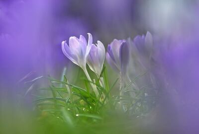 Krokusse