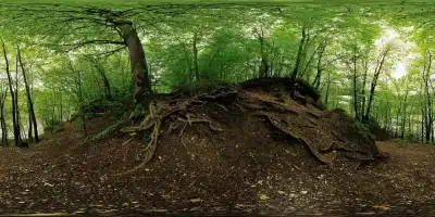 Isarauen bei Grünwald