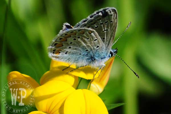 Schmetterling | Foto: © Werner Pietschmann