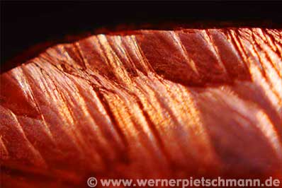 Foto: © Werner Pietschmann Makroaufnahme eines Weinsteins | Foto: © Werner Pietschmann