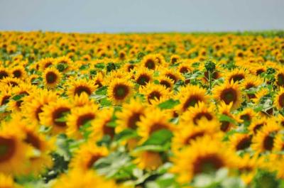 Sonnenblumenfeld im Seewinkel