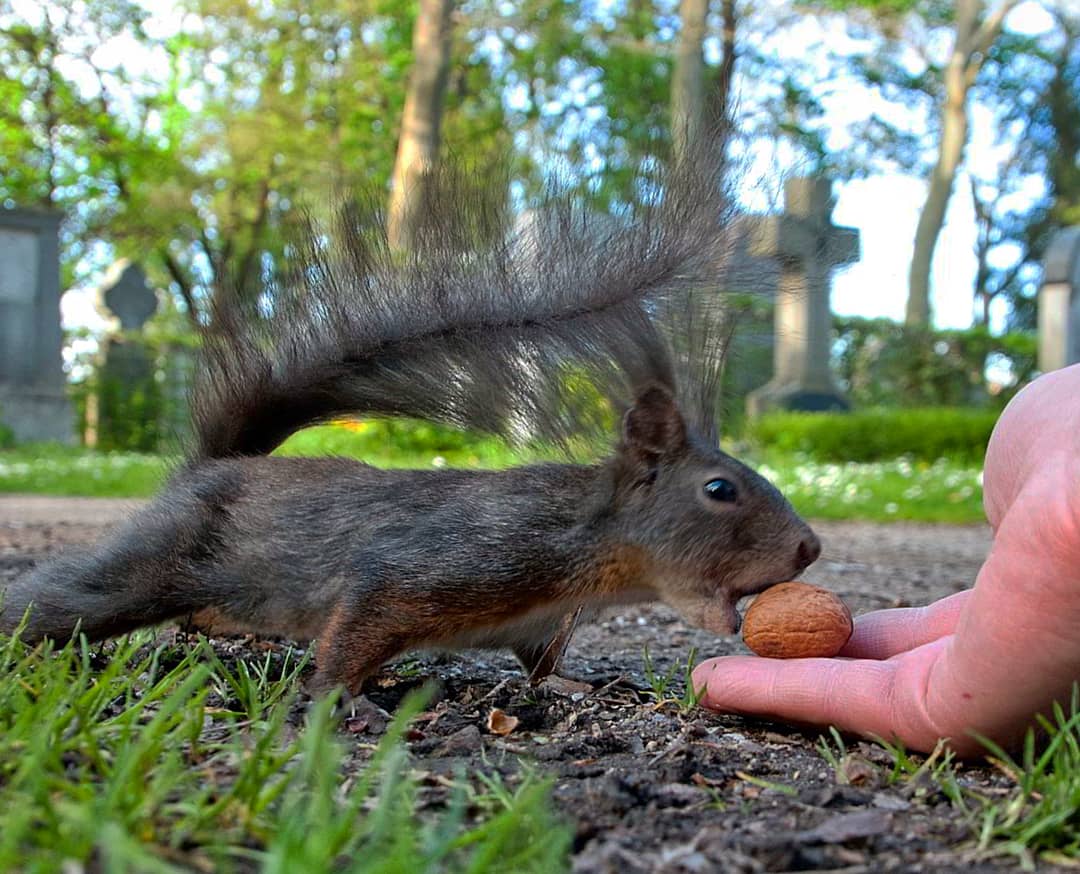 Eichhörnchen beschnuppert eine Nuss