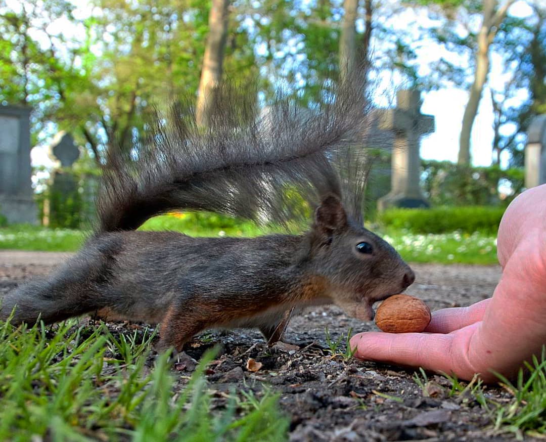 Foto: © Werner Pietschmann Eichhörnchen beschnuppert eine Nuss