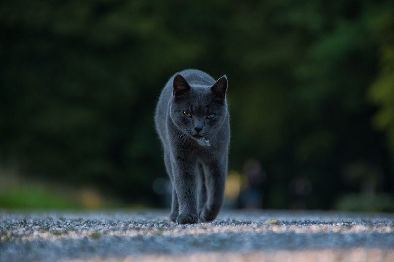 Foto: © Werner Pietschmann schwarze Katze