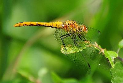 Foto: Werner Pietschmann ausgefärbtes Männchen der Blutroten Heidelibelle (Sympetrum sanguineum)