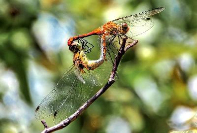 Foto: Werner Pietschmann Blutrote Heidelibellen (Sympetrum sanguineum) bei der Paarung
