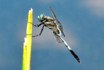 Foto: Werner Pietschmann Großer Blaupfeil (Orthetrum cancellatum)