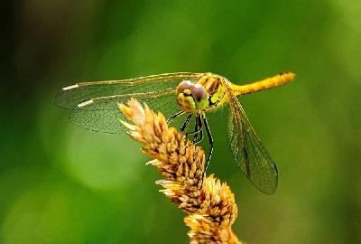 Foto: Werner Pietschmann Ein jugendliches Männchen des Großen Blaupfeils (Orthetrum cancellatum)