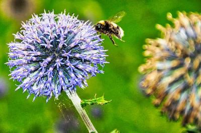 Foto: Werner Pietschmann Hellgelbe oder Helle Erdhummel (Bombus lucorum)