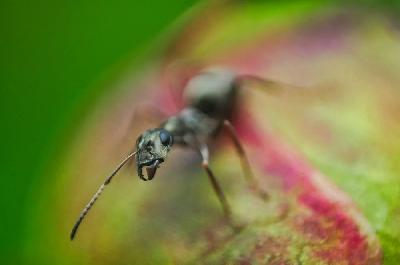 Foto: Werner Pietschmann Grauschwarze Sklavenameise (Formica fusca)