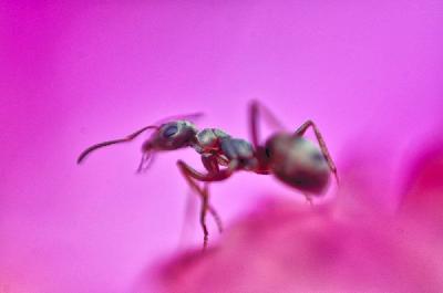 Foto: Werner Pietschmann Grauschwarze Sklavenameise (Formica fusca)