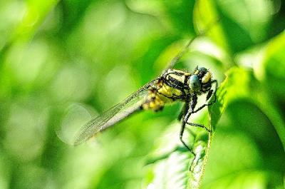 Foto: Werner Pietschmann Gelbe Keiljungfer (Gomphus simillimus)