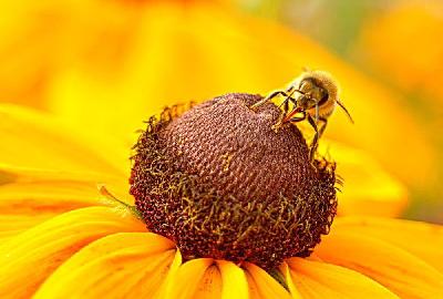 Foto: Werner Pietschmann Westliche Honigbiene (Apis mellifera), auch Europäische Honigbiene, meist einfach Biene oder Honigbiene genannt.