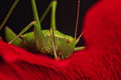 Foto: Werner Pietschmann Punktierte Zartschrecke (Leptophyes punctatissima)