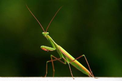 Foto: Werner Pietschmann Gottesanbeterin (Mantis religiosa)