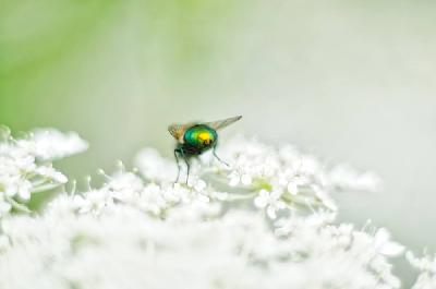 Foto: Werner Pietschmann Goldfliege (Lucilia sericata)