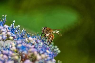 Foto: Werner Pietschmann Westliche Honigbiene (Apis mellifera), auch Europäische Honigbiene, meist einfach Biene oder Honigbiene genannt.