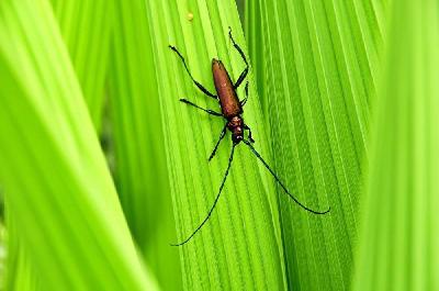 Foto: Werner Pietschmann Moschusbock (Aromia moschata)