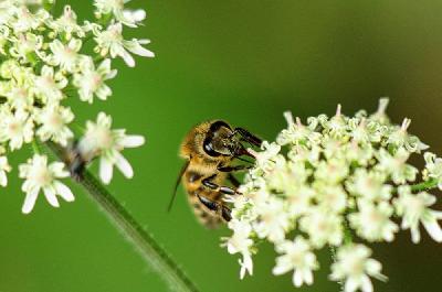Foto: Werner Pietschmann Westliche Honigbiene (Apis mellifera), auch Europäische Honigbiene, meist einfach Biene oder Honigbiene genannt.