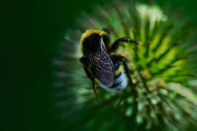 Foto: Werner Pietschmann Dunkle Erdhummel (Bombus terrestris)