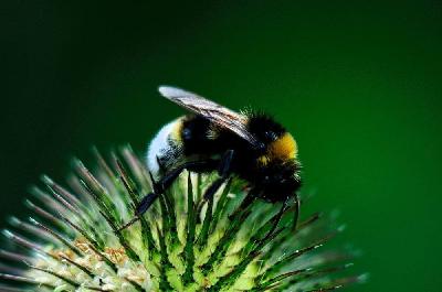 Foto: Werner Pietschmann Dunkle Erdhummel (Bombus terrestris)
