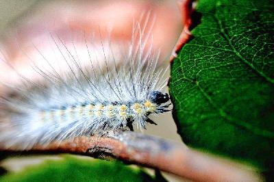 Foto: Werner Pietschmann Raupe des Eichen-Prozessionsspinners (Thaumetopoea processionea)