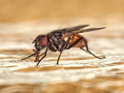 Foto: Werner Pietschmann Stubenfliege (Musca domestica)