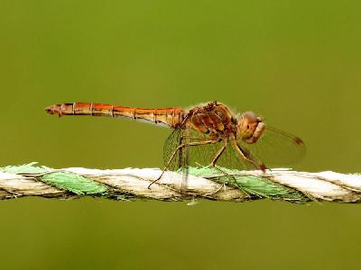 Foto: Werner Pietschmann Große Heidelibelle (Sympetrum striolatum)