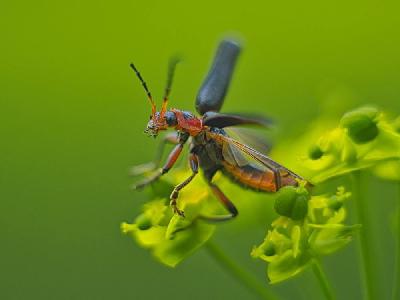 fliegender Soldatenkäfer