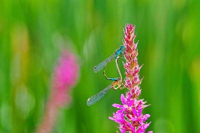 Foto: Werner Pietschmann Hufeisen-Azurjungfern (Coenagrion puella) bei der Paarung