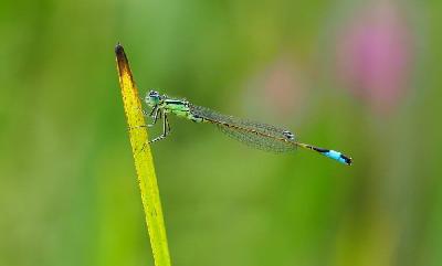 Foto: Werner Pietschmann Hufeisen-Azurjungfer (Coenagrion puella)