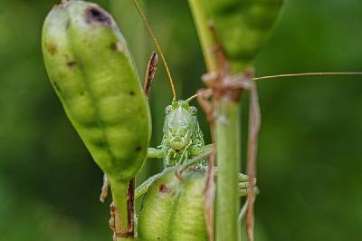 Foto: Werner Pietschmann Grünes Heupferd (Tettigonia viridissima)