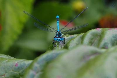 Foto: Werner Pietschmann Hufeisen-Azurjungfer (Coenagrion puella)
