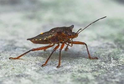 Foto: Werner Pietschmann Rotbeinige Baumwanze (Pentatoma rufipes)