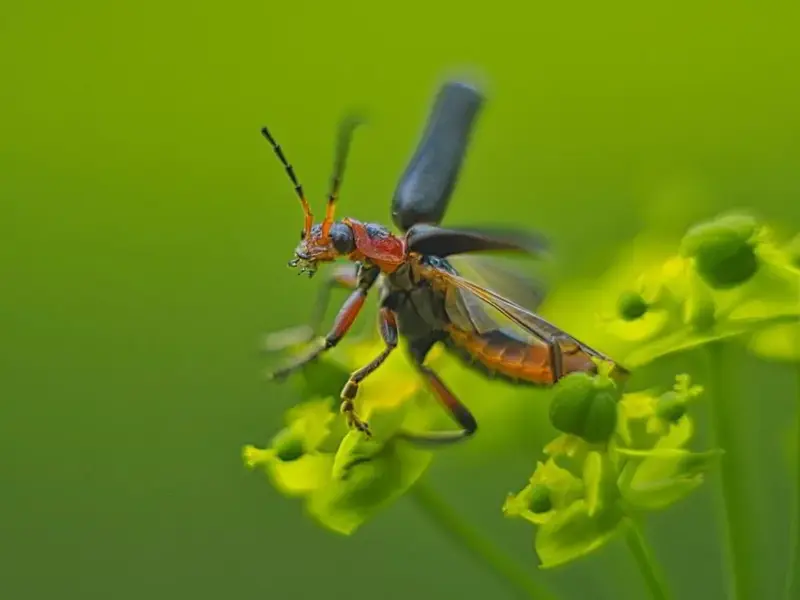 fliegender Soldatenkäfer