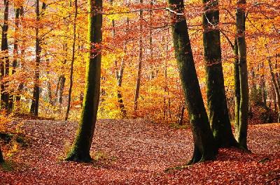 Foto: Werner Pietschmann Herbstwald