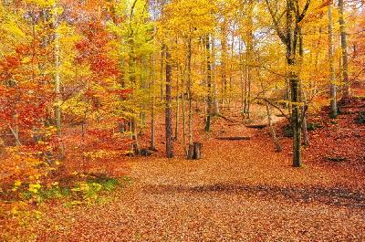 Foto: Werner Pietschmann Herbstwald