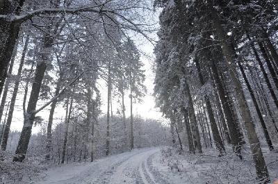 Foto: Werner Pietschmann Winterwald