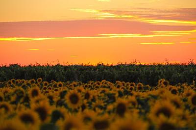Foto: Werner Pietschmann Sonnenblumenfeld