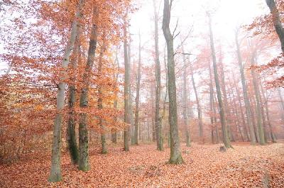 Foto: Werner Pietschmann Herbstwald