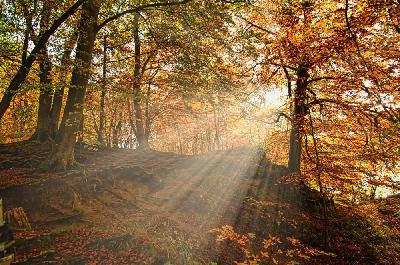 Foto: Werner Pietschmann Herbstwald