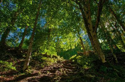 Foto: Werner Pietschmann Waldlichtung