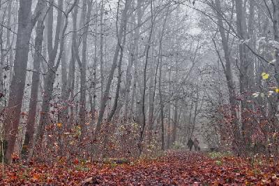 Foto: Werner Pietschmann Herbstnebel