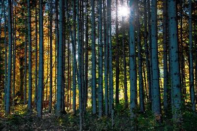 Foto: Werner Pietschmann Herbstwald