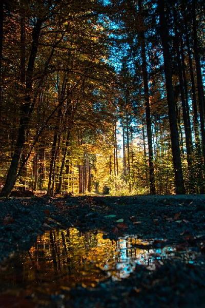 Foto: Werner Pietschmann Herbstwald