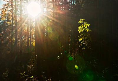 Sonnenstrahlen im Wald