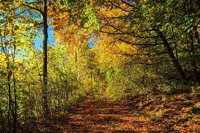 Foto: Werner Pietschmann Herbstwald